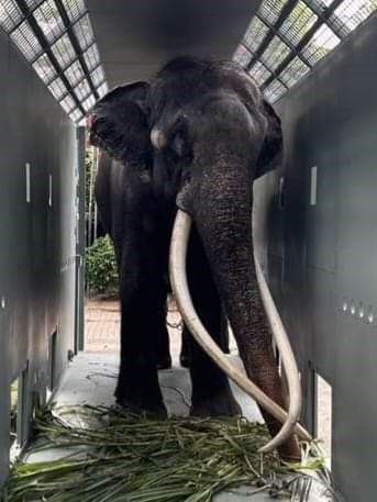 WCA Project News: Majestic Elephant Successfully Flown from Colombo, Sri Lanka to Chiang Mai, Thailand